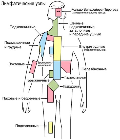  Негомогенность лимфоузла: понятие и значение 