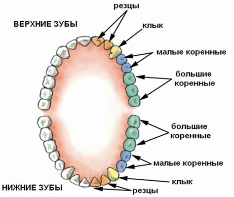  Основные типы зубов у человека 