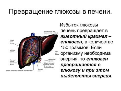  Печень и ее функции 