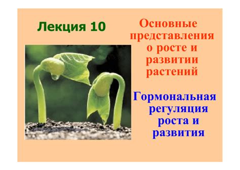  Полив и удобрение: забота о росте и развитии граната 