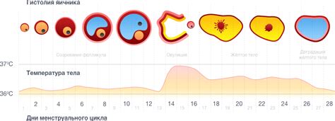  Почему овуляция происходит позже обычного?