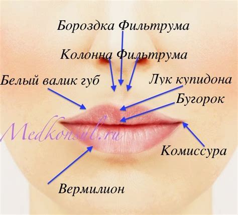  Почему у мужчин могут быть узкие губы? 