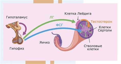  Признаки повышенного ФСГ у мужчин 