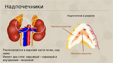  Причины возникновения аденомы легкого 