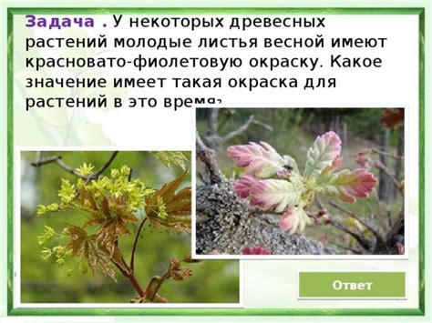  Развитие и устойчивость в сновидениях: символическое значение древесных растений 