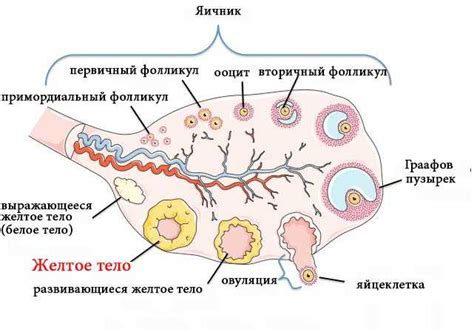  Разрыв фолликула 