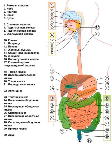  Расшифровка функций основных органов 