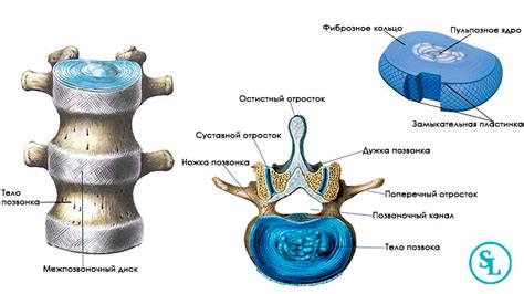  Резорбция грыжи: что это? 