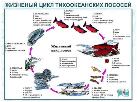  Специфика символики и загадки голубой рыбы: тайны процесса нереста 