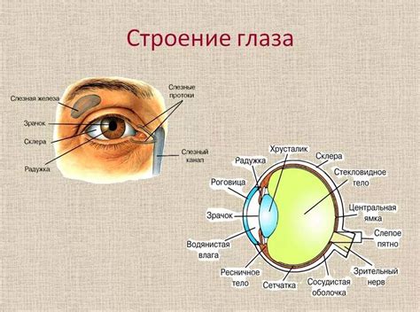  Физиологические особенности глаз человека 