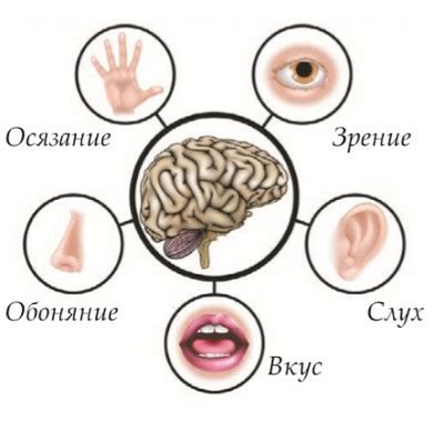  Формирование органов чувств 