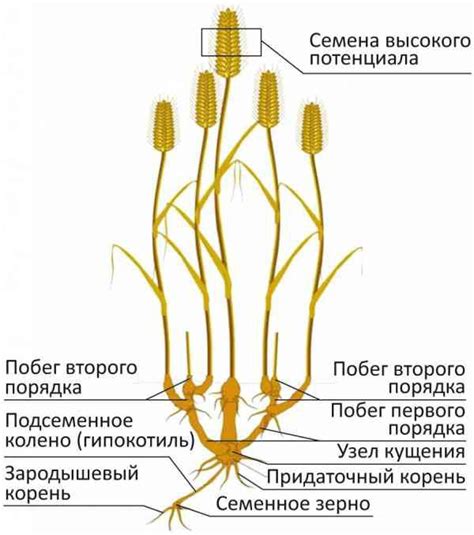  Формирование семян 