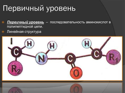  Характеристики трусливой белки 