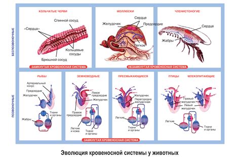  Хладнокровие у животных 