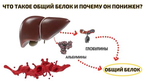  Что такое "ловить белок"? 