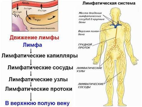  Что такое разгон лимфы: основные понятия и принципы 