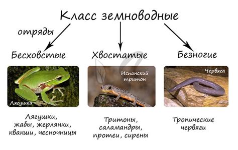  Эмоциональные реакции, связанные с ужалением лягушки в сновидениях 