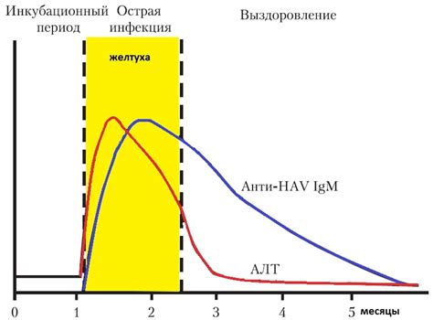 Anti HAV IgG: норма и анализ