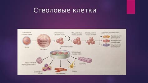 CD20 и выраженность опухолевых клеток