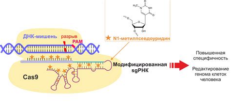 CRISPR-Cas9: революция в молекулярной биологии