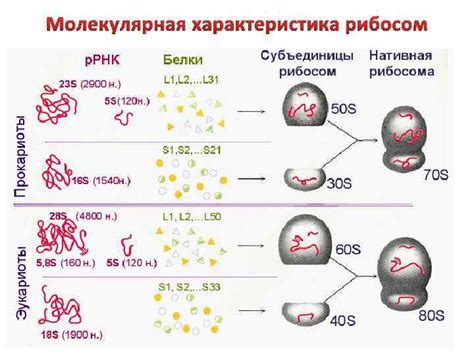 s рибосом